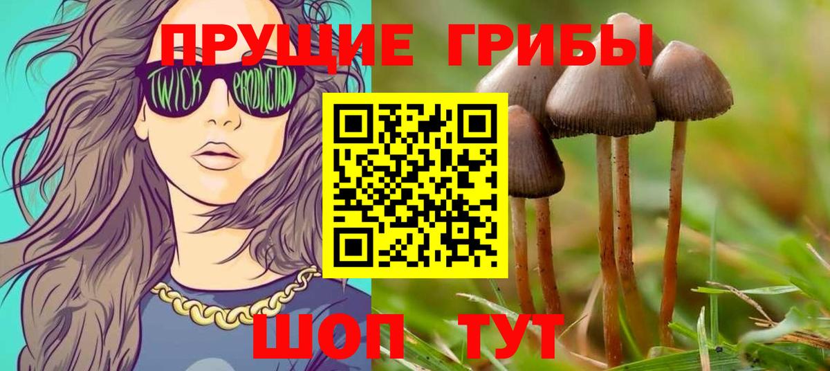 Галлюциногенные грибы Psilocybe  Галлюциногенные грибы прущие грибы  Грязи 